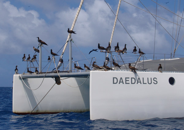 Daedalus catamarano