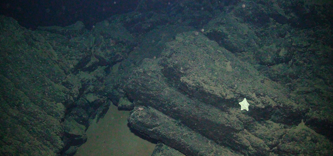 basalto con stella marina