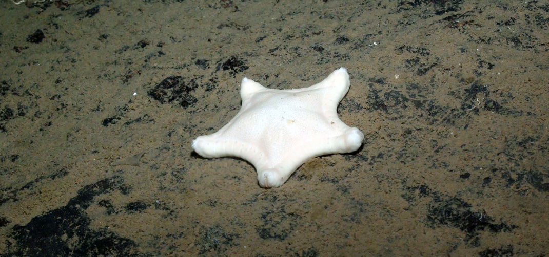 starfish Goniasteridae Ceramaster